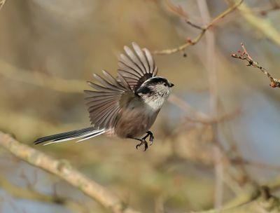 Long-tailed Tit - Aegithalos caudatus europaeus
