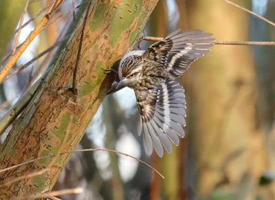 Map: Certhiidae - Treecreepers