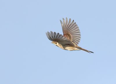 Reed Bunting - Emberiza schoeniclus (Rietgors)