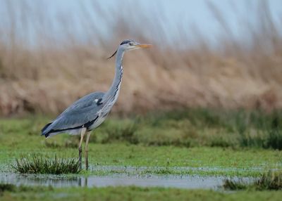 Grey Heron - Ardea cinerea (Blauwe Reiger)