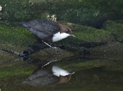 White-throated Dipper - Cinclus cinclus (Waterspreeuw)