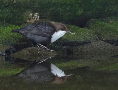 White-throated Dipper - Cinclus cinclus (Waterspreeuw)