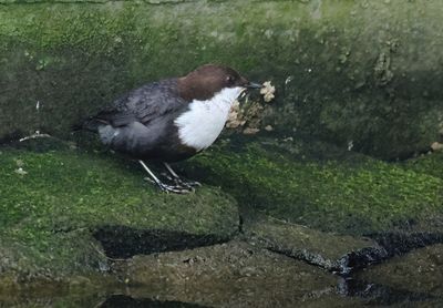 White-throated Dipper - Cinclus cinclus (Waterspreeuw)