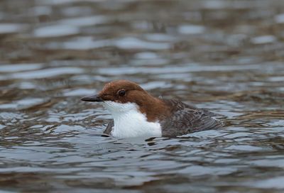 White-throated Dipper - Cinclus cinclus (Waterspreeuw)