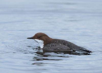 White-throated Dipper - Cinclus cinclus (Waterspreeuw)