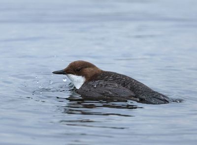 White-throated Dipper - Cinclus cinclus (Waterspreeuw)