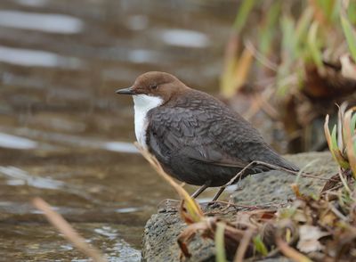 White-throated Dipper - Cinclus cinclus (Waterspreeuw)