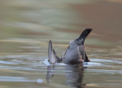 White-throated Dipper - Cinclus cinclus (Waterspreeuw)