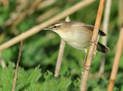 Sedge Warbler - Acrocephalus schoenobaenus (Rietzanger)
