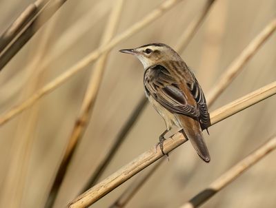 Reed Warblers - Acrocephalidae (Rietzangers)