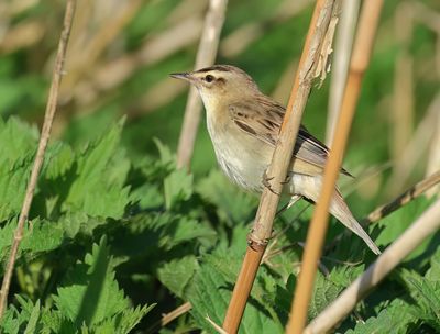 Sedge Warbler - Acrocephalus schoenobaenus (Rietzanger)
