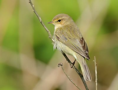 Northern Chiffchaff - Phylloscopus collybita (Tjiftjaf)