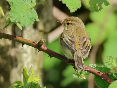 Northern Chiffchaff - Phylloscopus collybita (Tjiftjaf)