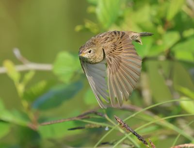 Common Grasshopper Warbler - Locustella nivea (Sprinkhaanzanger)