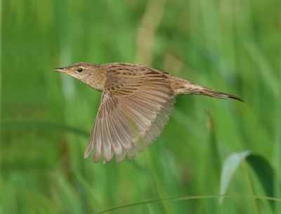 MAP: Common Grasshopper Warbler - Locustella nivea (Sprinkhaanzanger)
