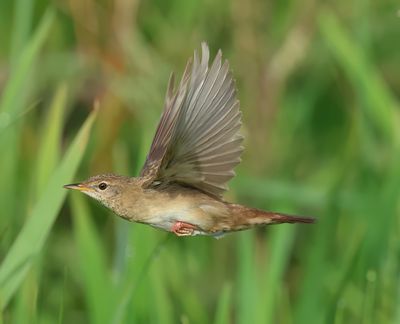 Common Grasshopper Warbler - Locustella nivea (Sprinkhaanzanger)