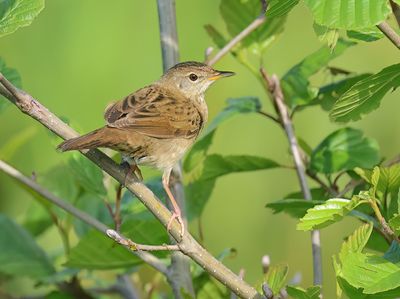 Common Grasshopper Warbler - Locustella nivea (Sprinkhaanzanger)