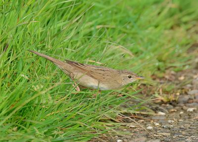 Common Grasshopper Warbler - Locustella nivea (Sprinkhaanzanger)