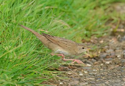Common Grasshopper Warbler - Locustella nivea (Sprinkhaanzanger)