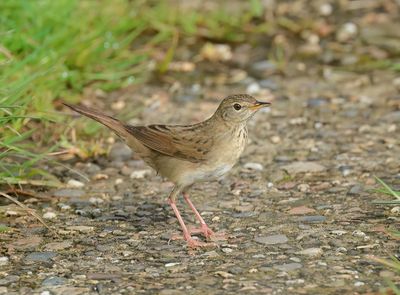 Common Grasshopper Warbler - Locustella nivea (Sprinkhaanzanger)