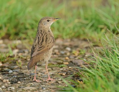 Common Grasshopper Warbler - Locustella nivea (Sprinkhaanzanger)