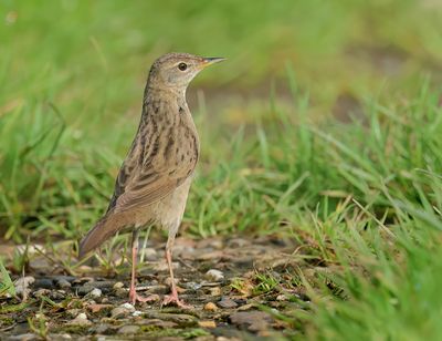 Common Grasshopper Warbler - Locustella nivea (Sprinkhaanzanger)