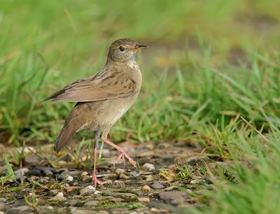 Common Grasshopper Warbler - Locustella nivea (Sprinkhaanzanger)