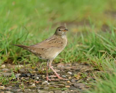 Common Grasshopper Warbler - Locustella nivea (Sprinkhaanzanger)