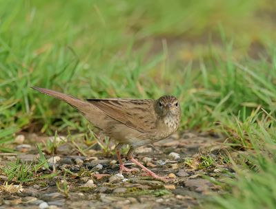 Common Grasshopper Warbler - Locustella nivea (Sprinkhaanzanger)