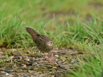 Common Grasshopper Warbler - Locustella nivea (Sprinkhaanzanger)
