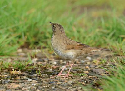 Common Grasshopper Warbler - Locustella nivea (Sprinkhaanzanger)