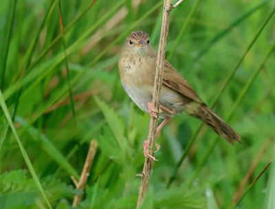 Common Grasshopper Warbler - Locustella nivea (Sprinkhaanzanger)
