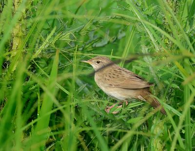 Common Grasshopper Warbler - Locustella nivea (Sprinkhaanzanger)