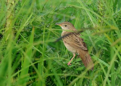 Common Grasshopper Warbler - Locustella nivea (Sprinkhaanzanger)