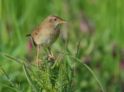 Common Grasshopper Warbler - Locustella nivea (Sprinkhaanzanger)