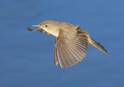 MAP: Reed Warbler - Acrocephalus scirpaceus (Kleine Karekiet)