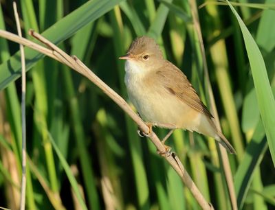 Eurasian Reed Warbler - Acrocephalus scirpaceus (Kleine Karekiet)
