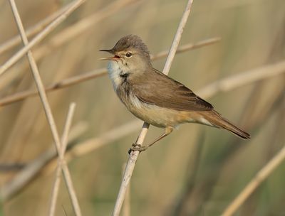 Eurasian Reed Warbler - Acrocephalus scirpaceus (Kleine Karekiet)