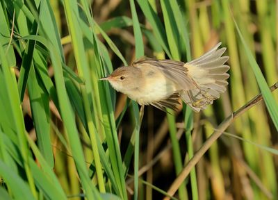 Eurasian Reed Warbler - Acrocephalus scirpaceus (Kleine Karekiet)