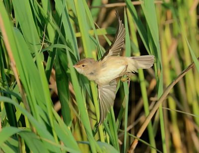 Eurasian Reed Warbler - Acrocephalus scirpaceus (Kleine Karekiet)
