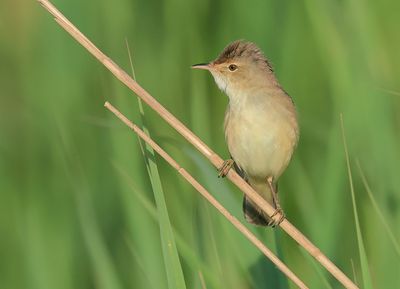 Eurasian Reed Warbler - Acrocephalus scirpaceus (Kleine Karekiet)
