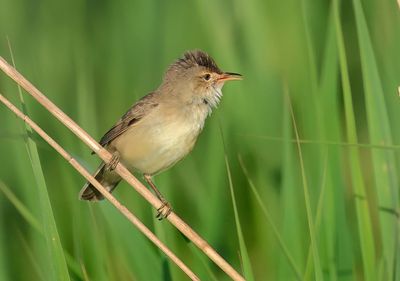 Eurasian Reed Warbler - Acrocephalus scirpaceus (Kleine Karekiet)