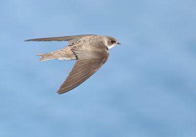 Sand Martin - Riparia riparia (Oeverzwaluw)