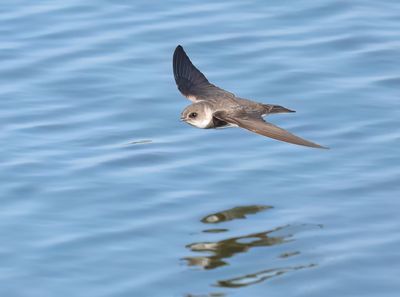 Sand Martin - Riparia riparia (Oeverzwaluw)