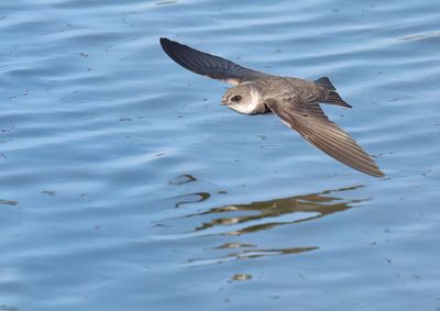 Sand Martin - Riparia riparia (Oeverzwaluw)