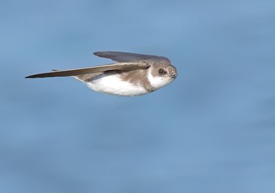 Sand Martin - Riparia riparia (Oeverzwaluw)