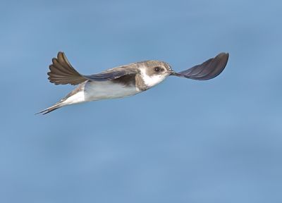 Sand Martin - Riparia riparia (Oeverzwaluw)