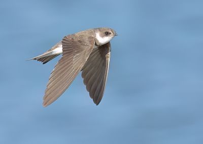 Sand Martin - Riparia riparia (Oeverzwaluw)