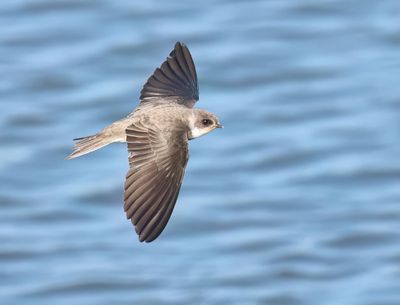 Sand Martin - Riparia riparia (Oeverzwaluw)
