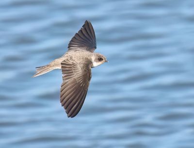 Sand Martin - Riparia riparia (Oeverzwaluw)